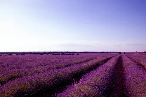 Advanced Certificate in Herb Production Course