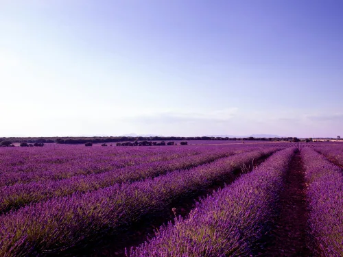 Advanced Certificate in Herb Production Course