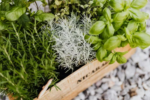 Learn go grow culinary herbs with our culinary herbs course.
