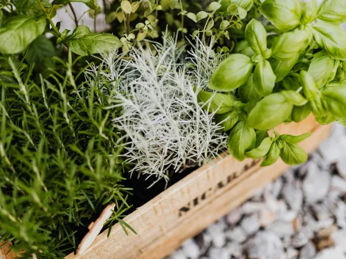Learn go grow culinary herbs with our culinary herbs course.