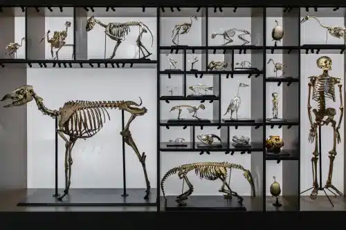 Vertebrate Zoology Online Course