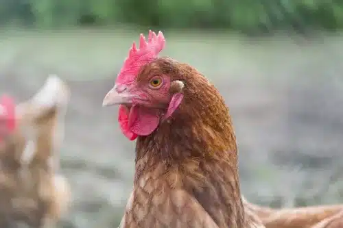Poultry Course Online