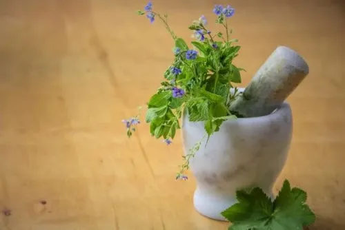 Medicinal Herbs Online Course