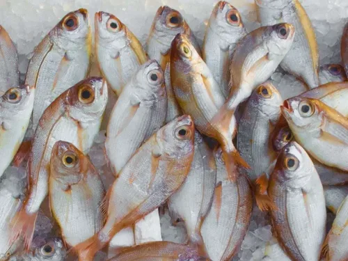 Advanced Certificate in Aquaculture