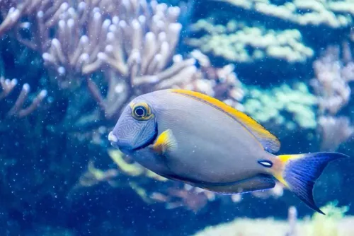 marine biology course online