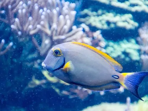 marine biology course online