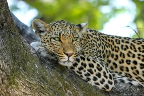 Carnivore Zoology Course Online