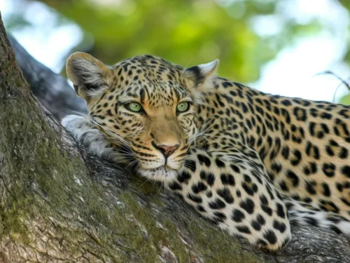 Carnivore Zoology Course Online