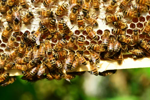 Bees, Beekeeping, and Honey Course