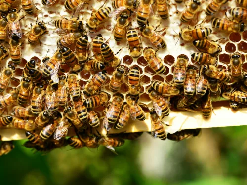 Bees, Beekeeping, and Honey Course