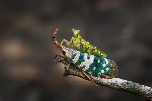 Invertebrate Zoology Online Course