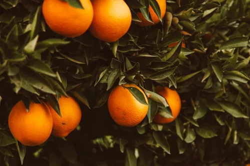 This fruit production course will help you have a more profitable orchard.