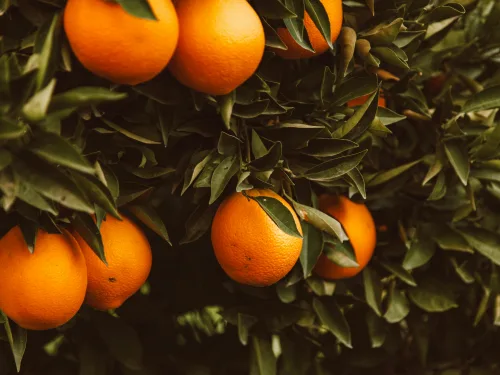 This fruit production course will help you have a more profitable orchard.
