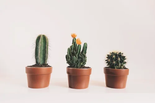 Cacti and Succulents Course Online