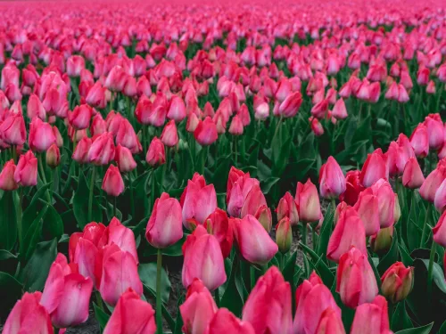 Cut Flower Bulbs Online Course