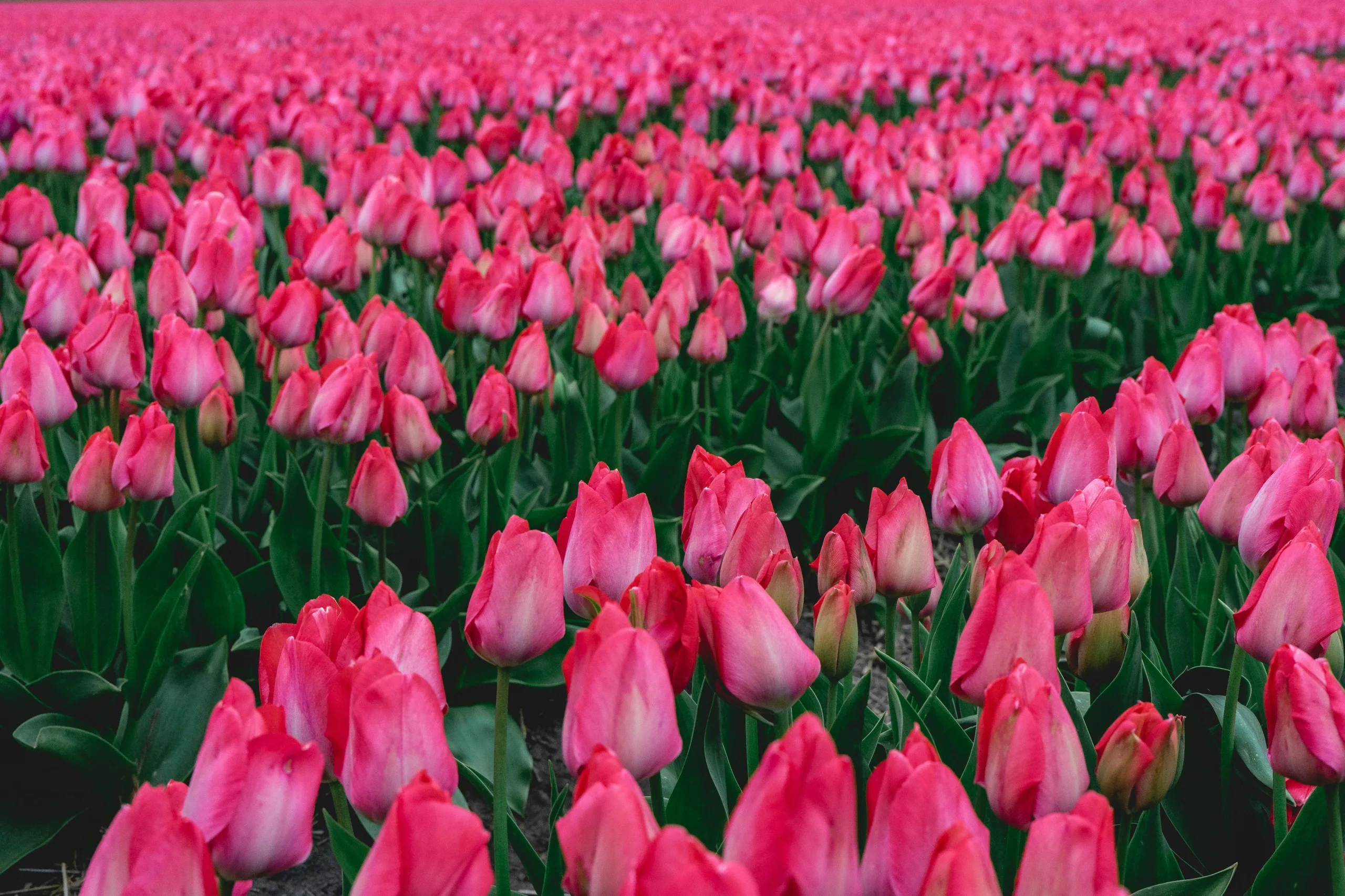 Cut Flower Bulbs Online Course