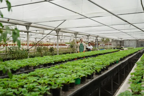 Plant Breeding Course online.
