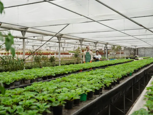 Plant Breeding Course online.