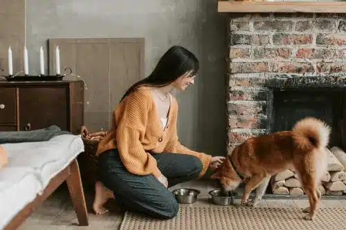 Advanced Certificate in Pet Care Online Course