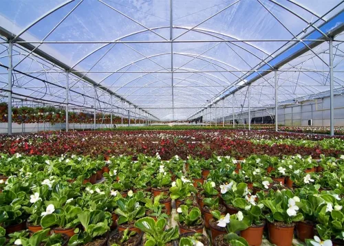 Cut Flower Production Online Course