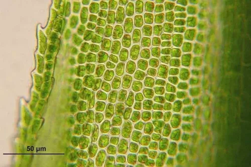 Botany A Online Course