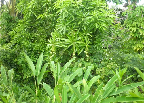 Weed Control Online Course