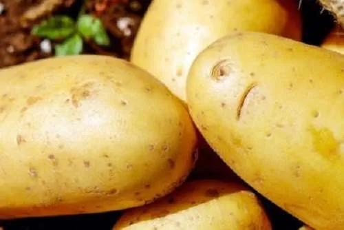 Agronomy Root Vegetables