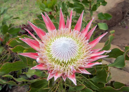 Proteas Online Course