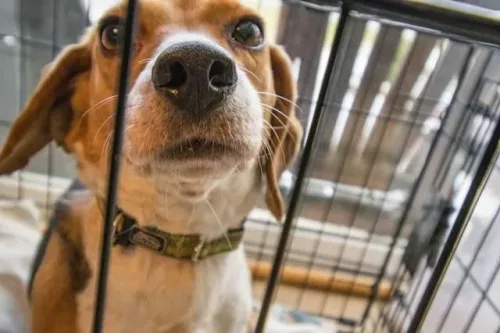 Animal Welfare Online Course