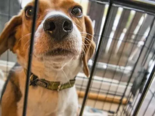 Animal Welfare Online Course