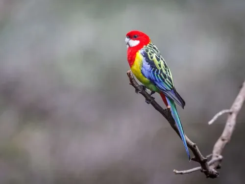 Eastern Rosella Perched On A Branch In The Australian Bush