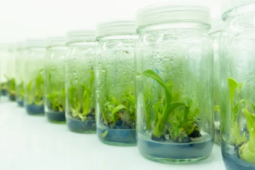 learn to grow plans with our plant tissue culture course.