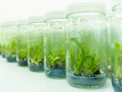 learn to grow plans with our plant tissue culture course.