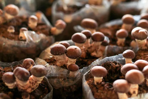 Learning to grow mushrooms with our mushroom course.