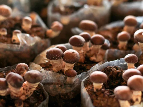 Learning to grow mushrooms with our mushroom course.