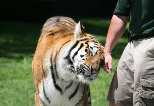 tiger rubbing on hand of zoo keeper.