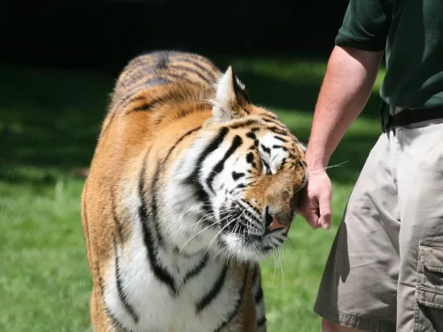 tiger rubbing on hand of zoo keeper.