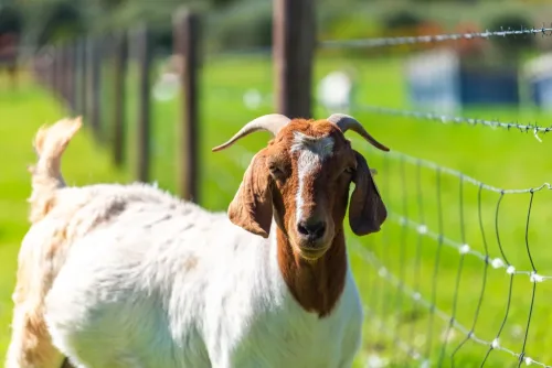 goat in a green field.
