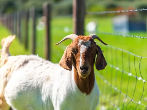 goat in a green field.