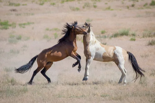 Equine Behaviour Course online.