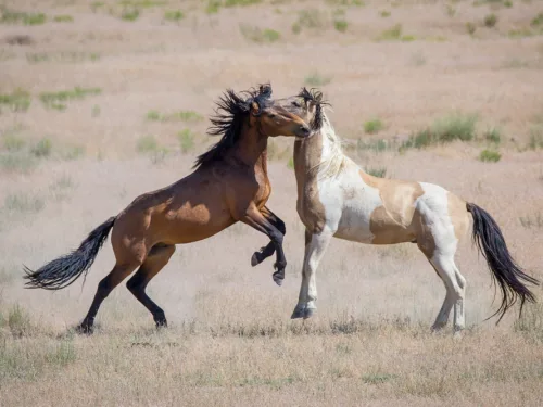 Equine Behaviour Course online.