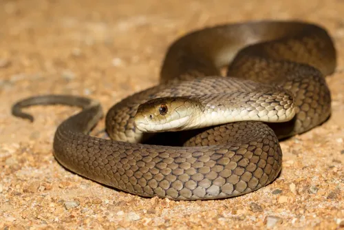 brown snake.