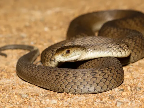 brown snake.