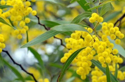 Flowers,,Leaves,And,Distinctive,Stems,Of,The,Australian wattle.