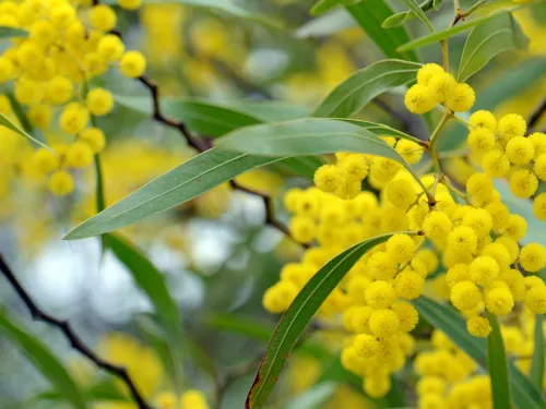 Flowers,,Leaves,And,Distinctive,Stems,Of,The,Australian wattle.