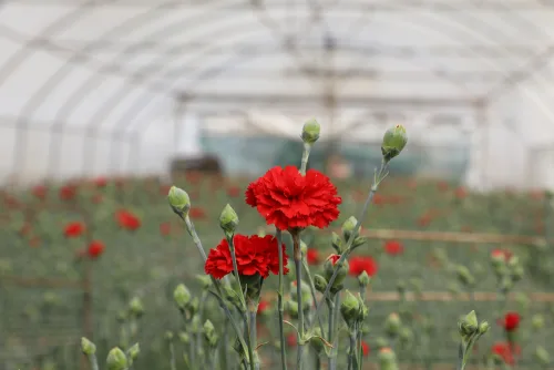 Cultivation,Of,Dianthus,Caryophyllus,,The,Carnation,Flowering,Plants,In,Greenhouse