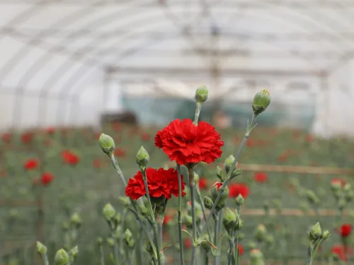 Cultivation,Of,Dianthus,Caryophyllus,,The,Carnation,Flowering,Plants,In,Greenhouse
