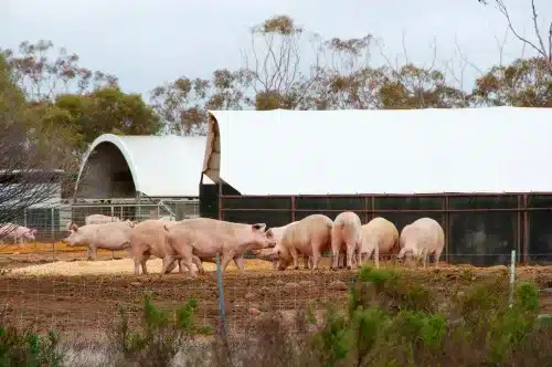 Australian pigs.
