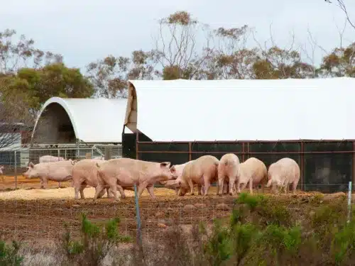 Australian pigs.