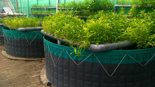 Aquaponics (Short Course)
